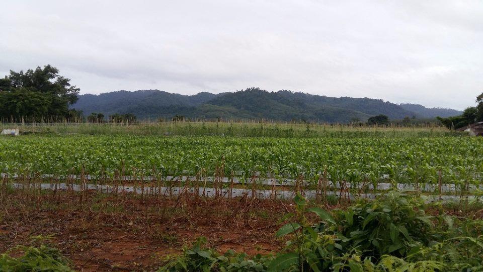Dachatorn Village Khao Lak Eksteriør billede
